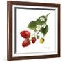 Strawberry Study II-Grace Popp-Framed Art Print