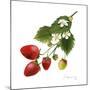 Strawberry Study II-Grace Popp-Mounted Art Print