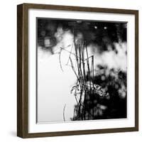 Straws Sticking Up from the Water in a River with Spiders Web-Henriette Lund Mackey-Framed Photographic Print