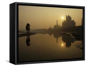 Stray Dog on a Sand Bank of the Yamuna River as the Sun is Seen Rising over the Taj Mahal in India-null-Framed Stretched Canvas