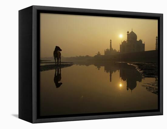 Stray Dog on a Sand Bank of the Yamuna River as the Sun is Seen Rising over the Taj Mahal in India-null-Framed Stretched Canvas