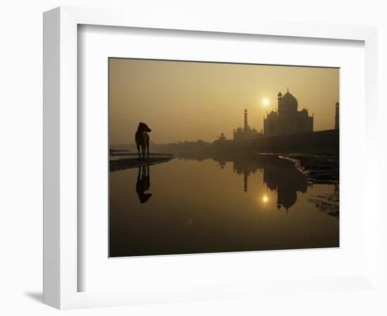 Stray Dog on a Sand Bank of the Yamuna River as the Sun is Seen Rising over the Taj Mahal in India-null-Framed Photographic Print