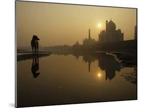 Stray Dog on a Sand Bank of the Yamuna River as the Sun is Seen Rising over the Taj Mahal in India-null-Mounted Photographic Print