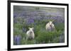 Stray from the Flock-Andreas Stridsberg-Framed Giclee Print