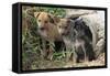 Stray Puppies Outside their Drain Pipe Hide Away. Thailand, December-Mark Taylor-Framed Stretched Canvas