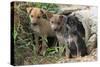 Stray Puppies Outside their Drain Pipe Hide Away. Thailand, December-Mark Taylor-Stretched Canvas