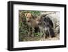 Stray Puppies Outside their Drain Pipe Hide Away. Thailand, December-Mark Taylor-Framed Photographic Print