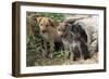 Stray Puppies Outside their Drain Pipe Hide Away. Thailand, December-Mark Taylor-Framed Photographic Print