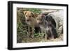 Stray Puppies Outside their Drain Pipe Hide Away. Thailand, December-Mark Taylor-Framed Photographic Print