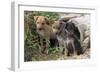 Stray Puppies Outside their Drain Pipe Hide Away. Thailand, December-Mark Taylor-Framed Photographic Print