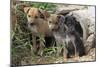 Stray Puppies Outside their Drain Pipe Hide Away. Thailand, December-Mark Taylor-Mounted Photographic Print