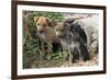 Stray Puppies Outside their Drain Pipe Hide Away. Thailand, December-Mark Taylor-Framed Photographic Print
