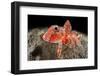 Streaked gurnard portrait, Costa Amalfitana, Italy, Tyrrhenian Sea-Franco Banfi-Framed Photographic Print