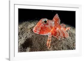 Streaked gurnard portrait, Costa Amalfitana, Italy, Tyrrhenian Sea-Franco Banfi-Framed Photographic Print