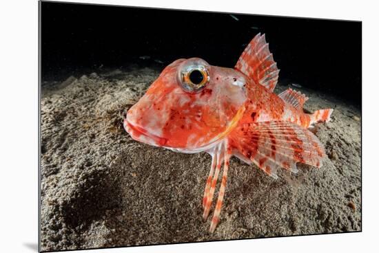 Streaked gurnard portrait, Costa Amalfitana, Italy, Tyrrhenian Sea-Franco Banfi-Mounted Photographic Print