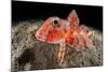 Streaked gurnard portrait, Costa Amalfitana, Italy, Tyrrhenian Sea-Franco Banfi-Mounted Photographic Print