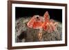 Streaked gurnard portrait, Costa Amalfitana, Italy, Tyrrhenian Sea-Franco Banfi-Framed Photographic Print