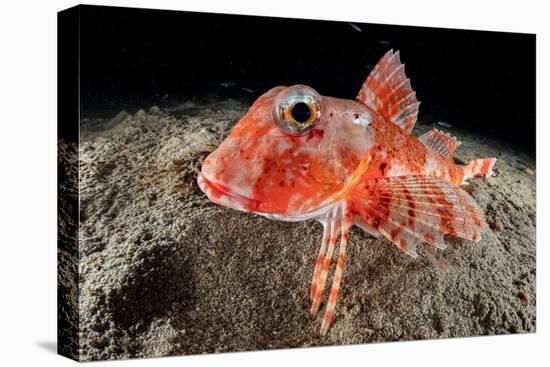 Streaked gurnard portrait, Costa Amalfitana, Italy, Tyrrhenian Sea-Franco Banfi-Stretched Canvas