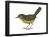 Streaked Long-Tailed Wren-Babbler (Spelaeornis Chocolatinus), Birds-Encyclopaedia Britannica-Framed Poster