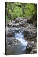 Stream Along Waiomu Kauri Grove Trail-Ian-Stretched Canvas