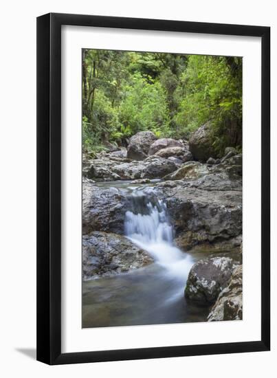 Stream Along Waiomu Kauri Grove Trail-Ian-Framed Photographic Print