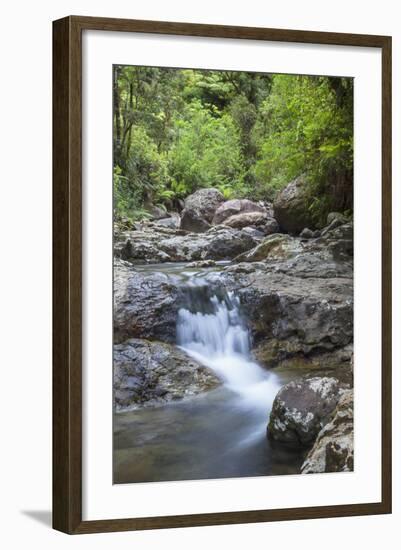 Stream Along Waiomu Kauri Grove Trail-Ian-Framed Photographic Print