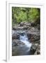 Stream Along Waiomu Kauri Grove Trail-Ian-Framed Photographic Print