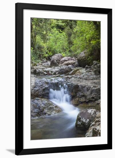 Stream Along Waiomu Kauri Grove Trail-Ian-Framed Photographic Print