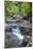 Stream Along Waiomu Kauri Grove Trail-Ian-Mounted Photographic Print