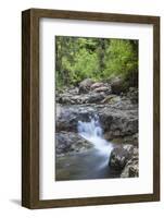 Stream Along Waiomu Kauri Grove Trail-Ian-Framed Photographic Print