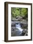 Stream Along Waiomu Kauri Grove Trail-Ian-Framed Photographic Print