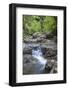 Stream Along Waiomu Kauri Grove Trail-Ian-Framed Photographic Print