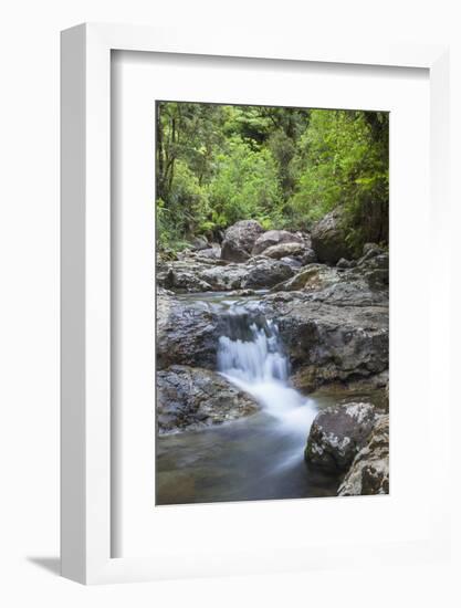 Stream Along Waiomu Kauri Grove Trail-Ian-Framed Photographic Print