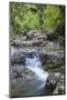 Stream Along Waiomu Kauri Grove Trail-Ian-Mounted Photographic Print