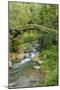 Stream and Bridge, Rize, Black Sea Region of Turkey-Ali Kabas-Mounted Photographic Print