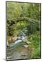 Stream and Bridge, Rize, Black Sea Region of Turkey-Ali Kabas-Mounted Photographic Print