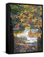 Stream and Fall Foliage, New Hampshire, USA-Nancy Rotenberg-Framed Stretched Canvas