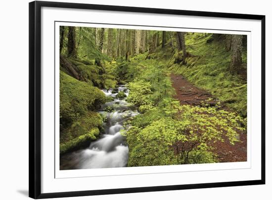 Stream And Forest Path-Donald Paulson-Framed Giclee Print