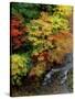 Stream and Maple Trees-null-Stretched Canvas