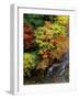 Stream and Maple Trees-null-Framed Photographic Print