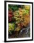Stream and Maple Trees-null-Framed Photographic Print