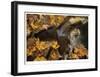 Stream and Maple-Donald Paulson-Framed Giclee Print