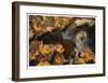 Stream and Maple-Donald Paulson-Framed Giclee Print