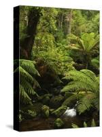 Stream and Tree Ferns, Mount Field National Park, UNESCO World Heritage Site, Tasmania, Australia-Jochen Schlenker-Stretched Canvas