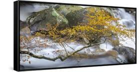 Stream and tree, North Carolina, USA-Art Wolfe Wolfe-Framed Stretched Canvas