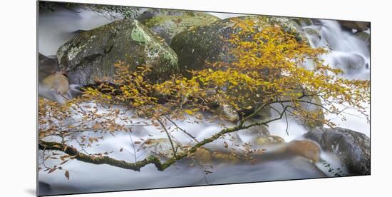 Stream and tree, North Carolina, USA-Art Wolfe Wolfe-Mounted Photographic Print