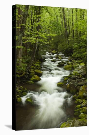 Stream at Roaring Fork Trail in the Smokies, Great Smoky Mountains National Park, Tennessee, USA-Joanne Wells-Stretched Canvas