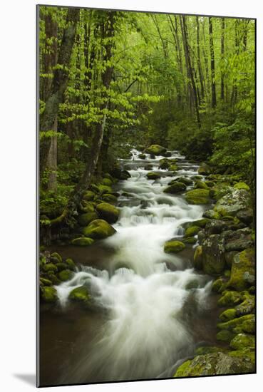 Stream at Roaring Fork Trail in the Smokies, Great Smoky Mountains National Park, Tennessee, USA-Joanne Wells-Mounted Photographic Print