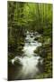 Stream at Roaring Fork Trail in the Smokies, Great Smoky Mountains National Park, Tennessee, USA-Joanne Wells-Mounted Photographic Print