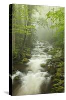 Stream at Roaring Fork Trail in the Smokies, Great Smoky Mountains National Park, Tennessee, USA-Joanne Wells-Stretched Canvas